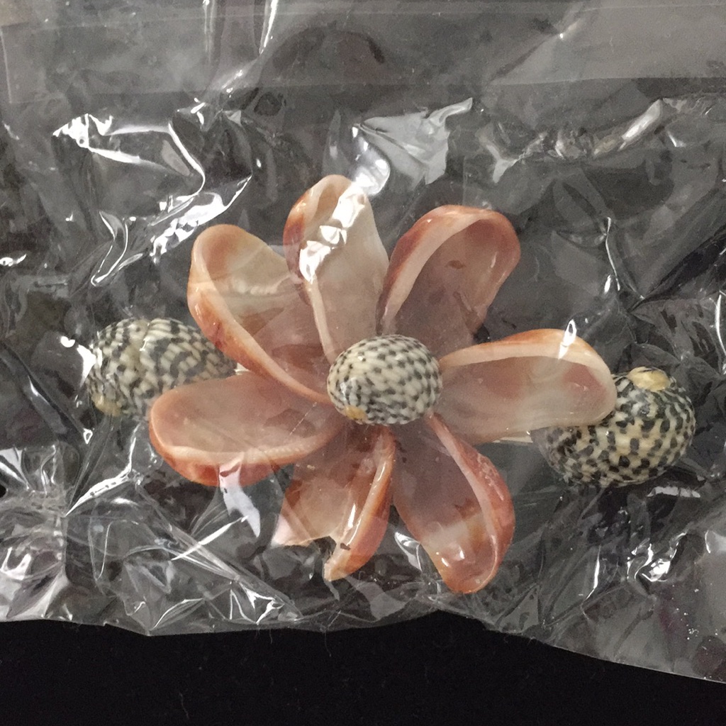 Shell Barrette